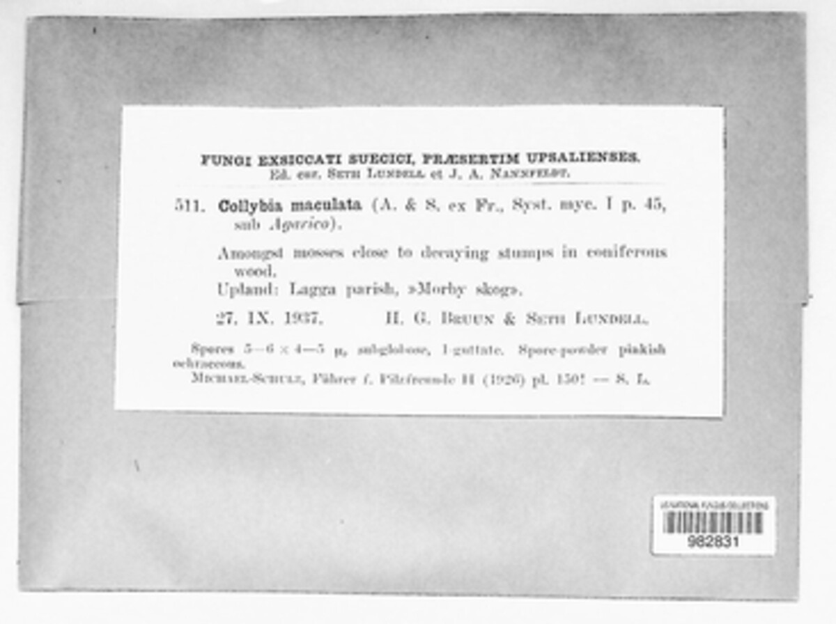 Rhodocollybia maculata image